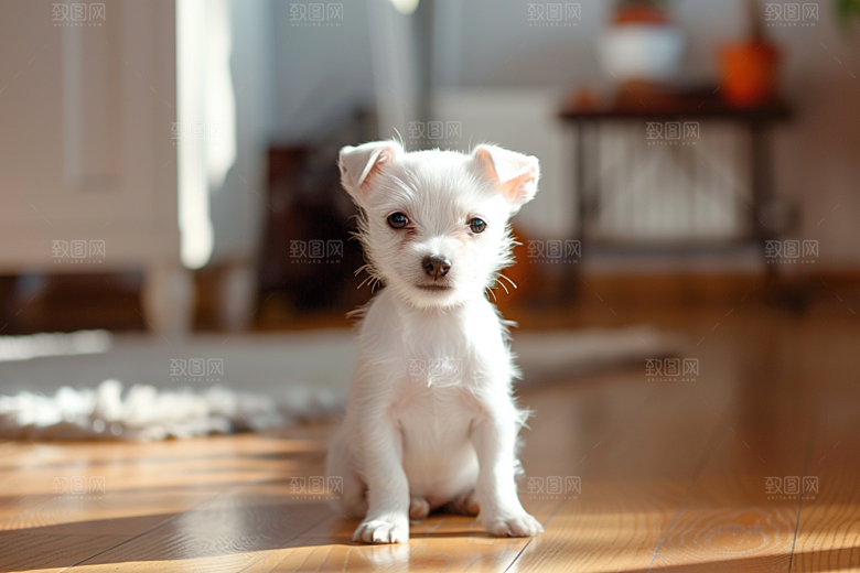 可爱小狗高清犬类摄影图