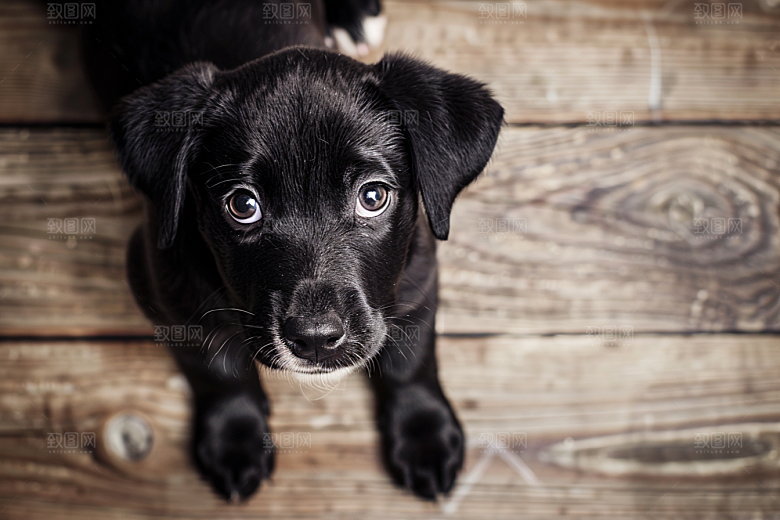 可爱小狗伴侣宠物犬类摄影图