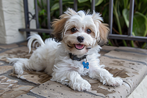 可爱小狗犬类自然摄影图