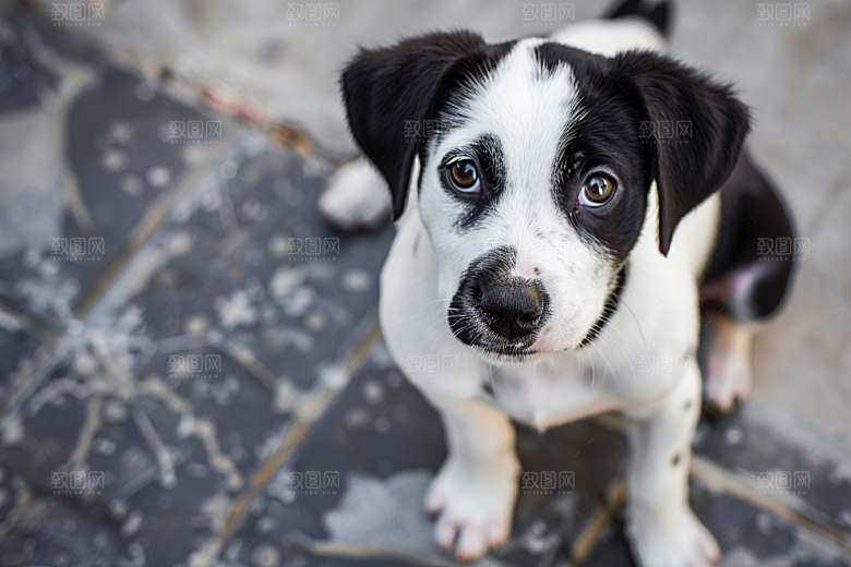 可爱小狗犬类萌萌哒摄影图