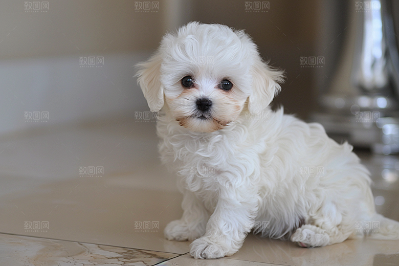 可爱小狗犬类聪明摄影图