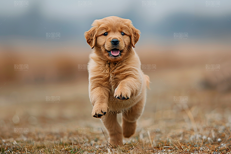 可爱小狗宠物狗犬类摄影图
