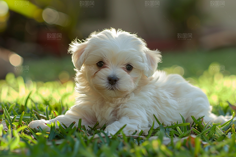 可爱小狗自然萌萌哒摄影图