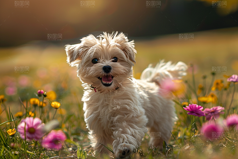 可爱小狗活泼日常摄影图