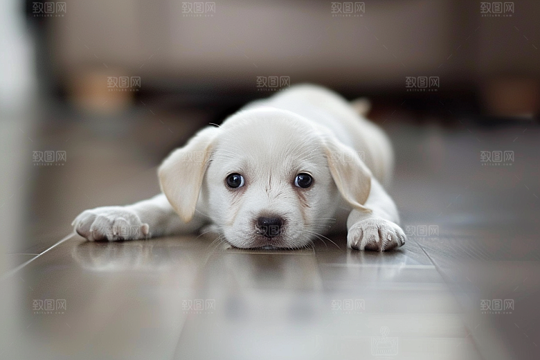 可爱小狗犬类养宠摄影图