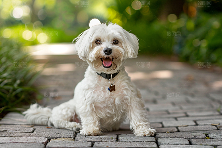 可爱小狗犬类日常摄影图