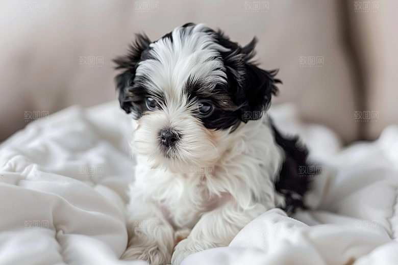 可爱小狗清新犬类摄影图