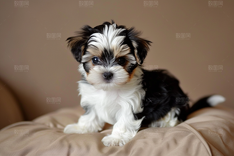 可爱小狗萌萌哒犬类摄影图