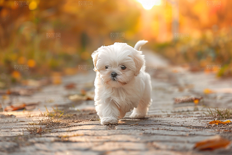 可爱小狗萌萌哒犬类摄影图