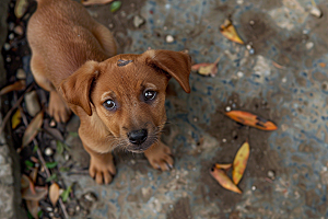 可爱小狗动物犬类摄影图