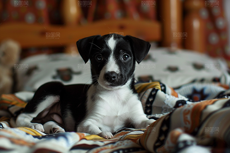 可爱小狗自然犬类摄影图