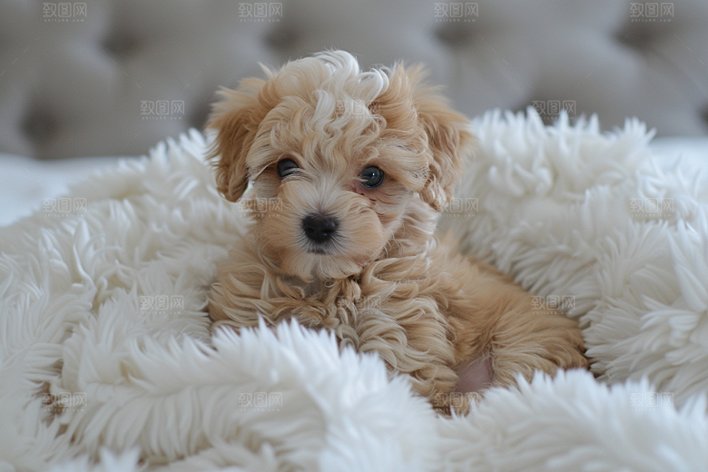 可爱小狗清新犬类摄影图