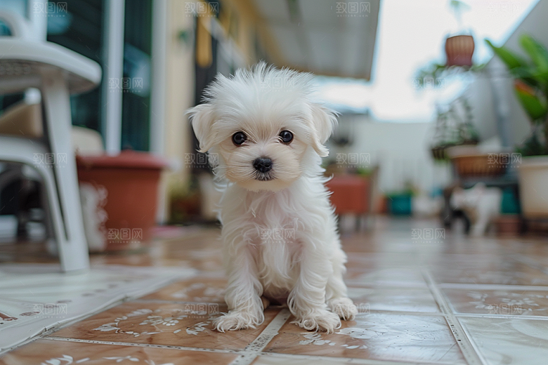 可爱小狗犬类聪明摄影图