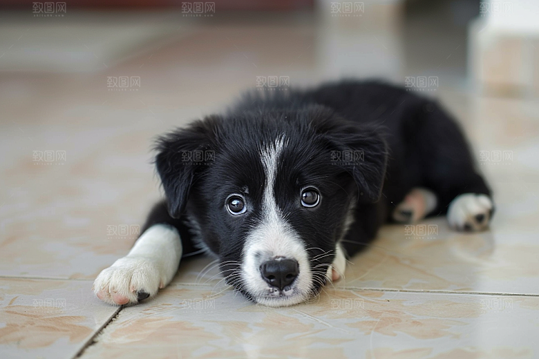 可爱小狗犬类生活摄影图