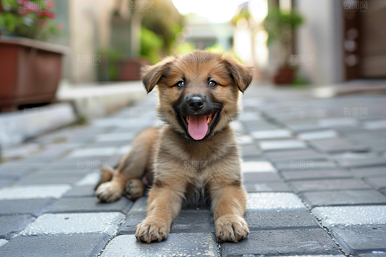 可爱小狗清新犬类摄影图