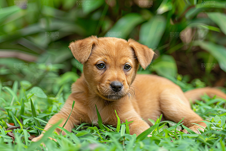 可爱小狗犬类日常摄影图