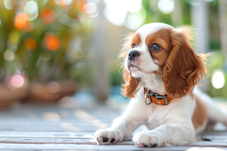 可爱小狗活泼犬类摄影图