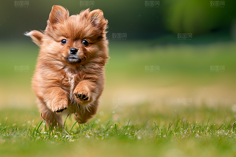 可爱小狗犬类生活摄影图