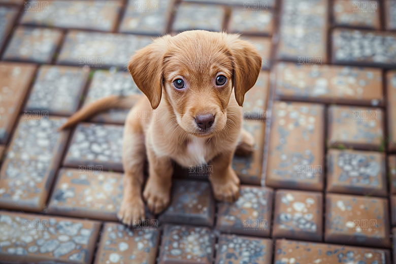 可爱小狗宠物狗犬类摄影图