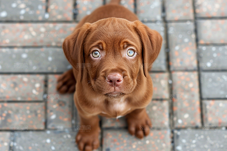 可爱小狗自然犬类摄影图