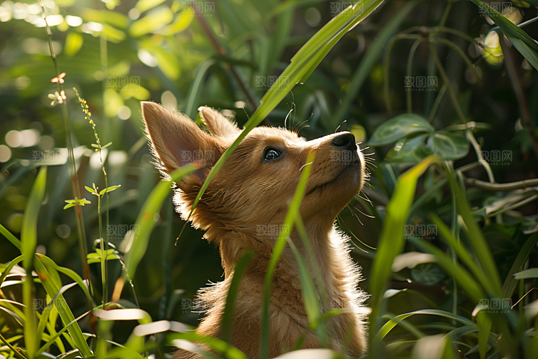 可爱小狗宠物狗犬类摄影图