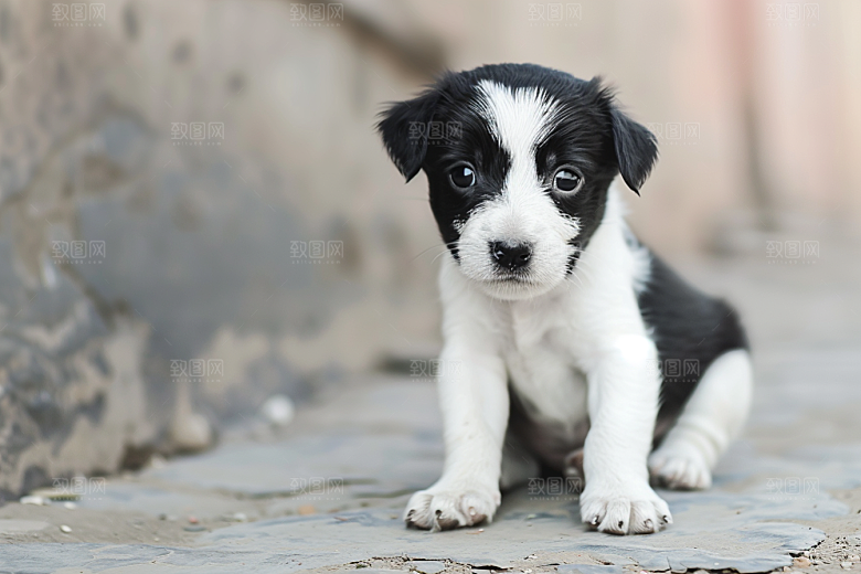 可爱小狗犬类聪明摄影图