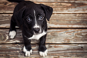 可爱小狗犬类宠物狗摄影图