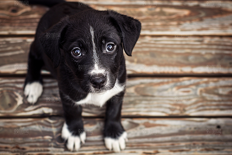 可爱小狗犬类宠物狗摄影图