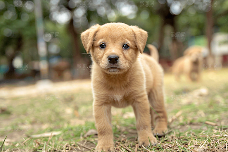 可爱小狗犬类宠物狗摄影图
