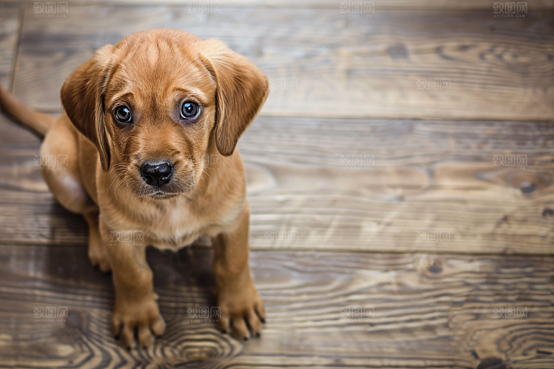 可爱小狗清新犬类摄影图