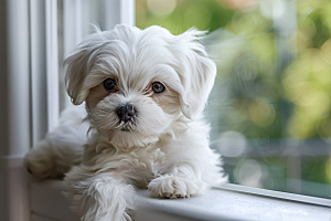 可爱小狗犬类伴侣宠物摄影图