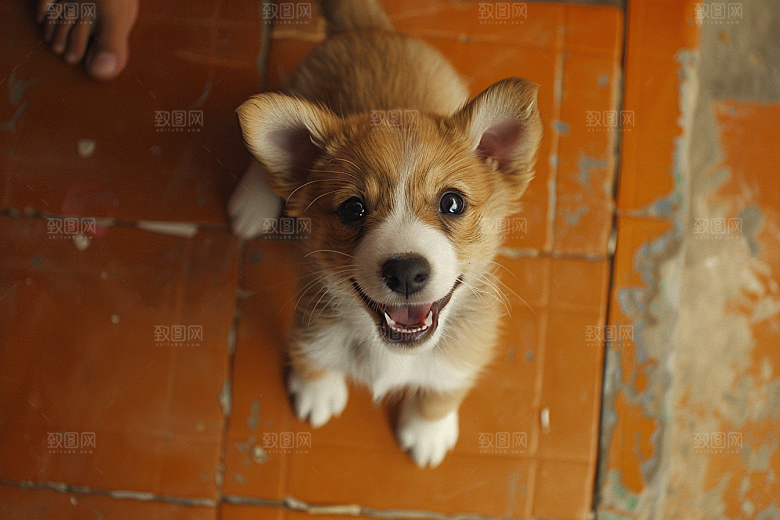 可爱小狗犬类聪明摄影图