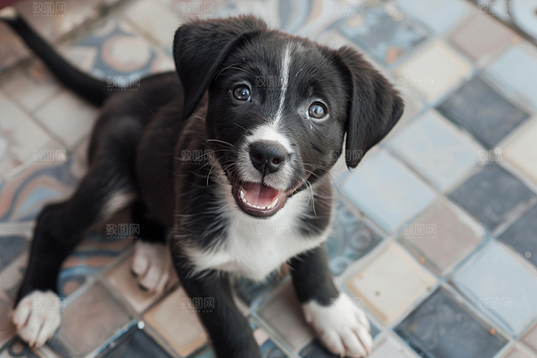 可爱小狗犬类天真摄影图