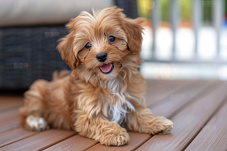 可爱小狗犬类动物摄影图