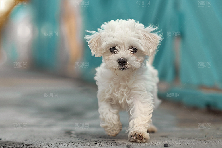 可爱小狗动物犬类摄影图