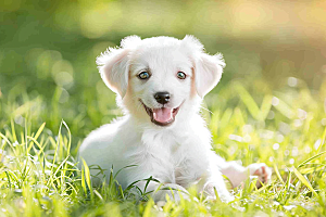 可爱小狗动物清新摄影图