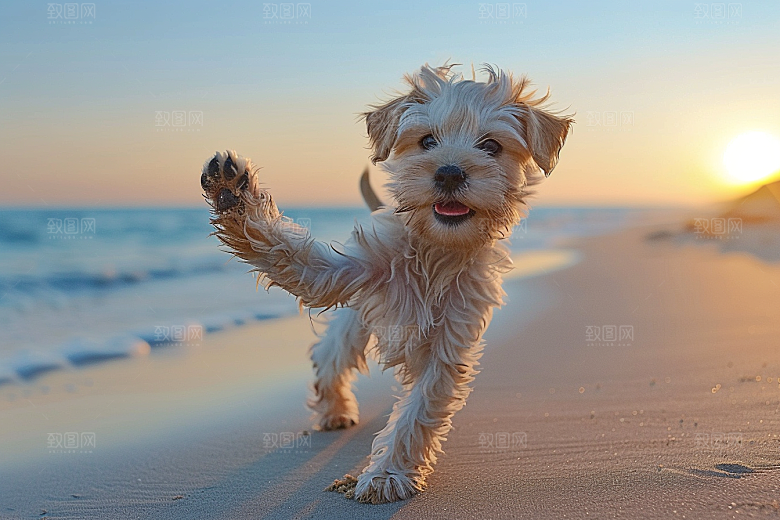 可爱小狗聪明犬类摄影图