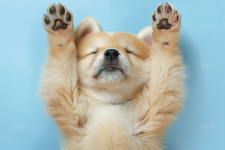 可爱小狗高清犬类摄影图