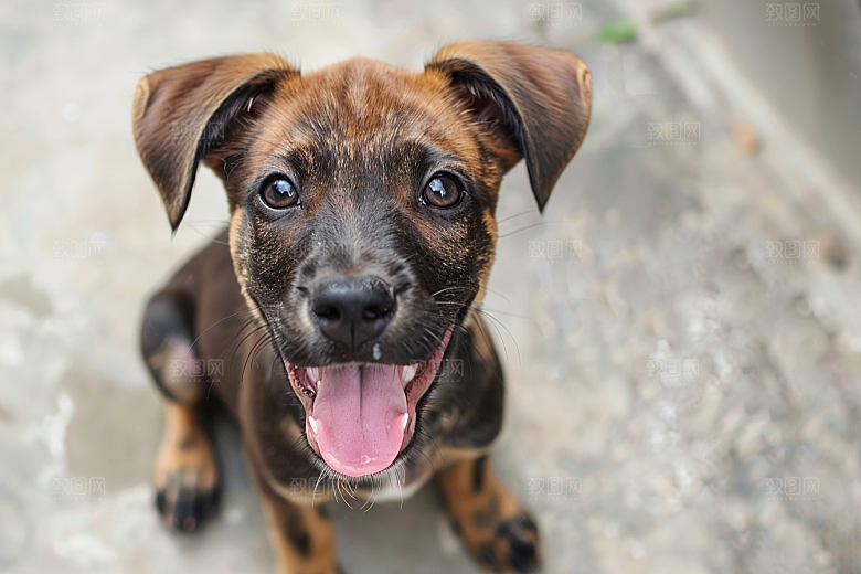 可爱小狗清新犬类摄影图