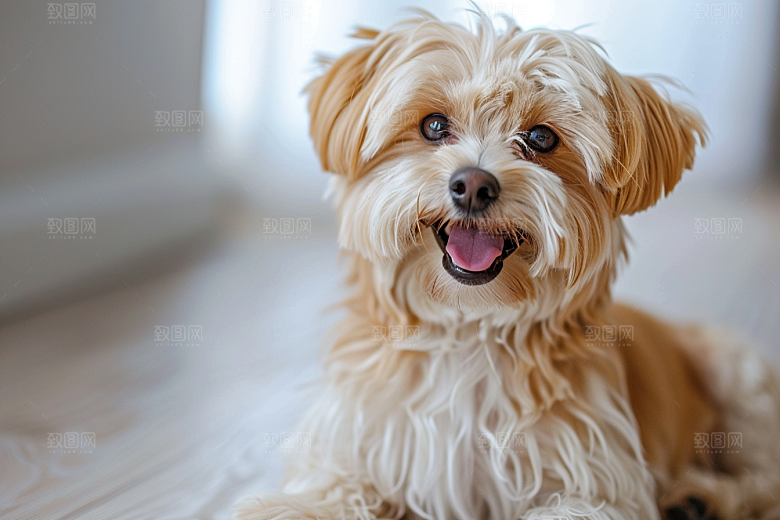 可爱小狗犬类活泼摄影图