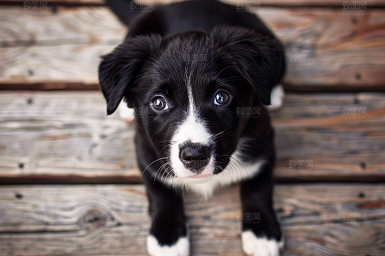 可爱小狗聪明犬类摄影图