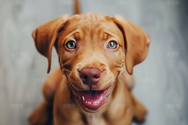 可爱小狗宠物狗犬类摄影图