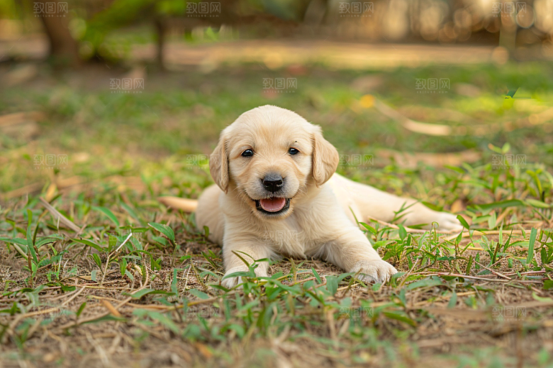 可爱小狗犬类动物摄影图