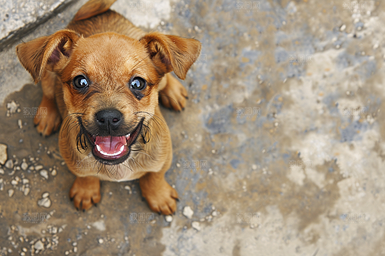 可爱小狗萌萌哒犬类摄影图