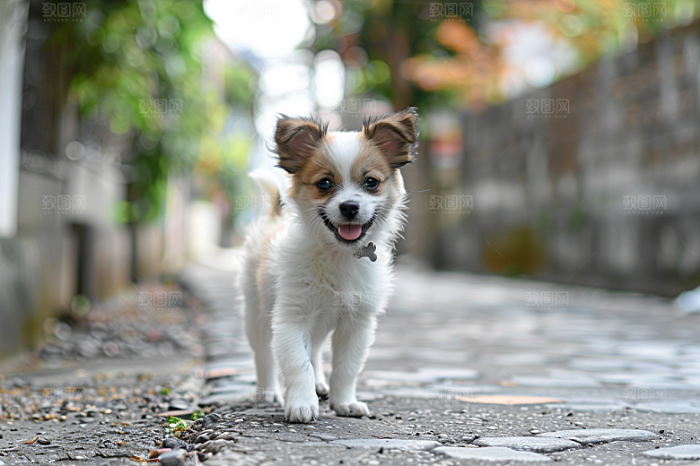可爱小狗生活犬类摄影图