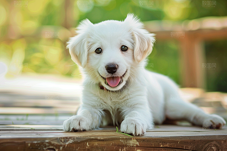 可爱小狗犬类天真摄影图