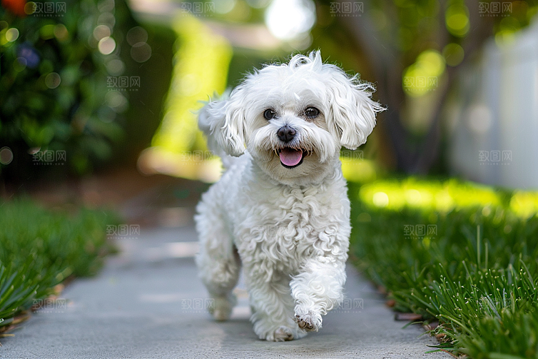 可爱小狗犬类清新摄影图