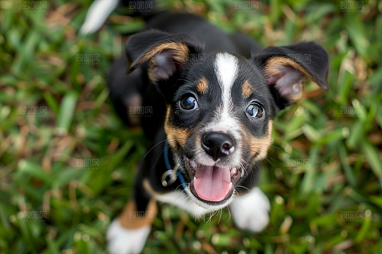 可爱小狗伴侣宠物犬类摄影图