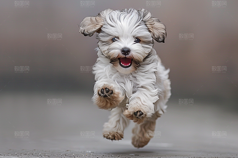 可爱小狗聪明犬类摄影图