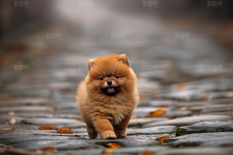 可爱小狗宠物狗日常摄影图